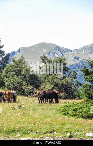 Wildpferde in d ' Aran in den katalanischen Pyrenäen, Spanien Stockfoto