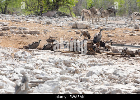 Weiß - gesichert (Tylose in Africanus), Lappet - gegenübergestellt (Torgos tracheliotos) und dem Kap Geier (Tylose in coprotheres) Fütterung am Schlachtkörper eine Giraffe. Stockfoto