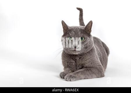 Breedcat Russisch Blau (Felis silvestris catus), 5 Jahre, männlich, studio Shot, Deutschland Stockfoto