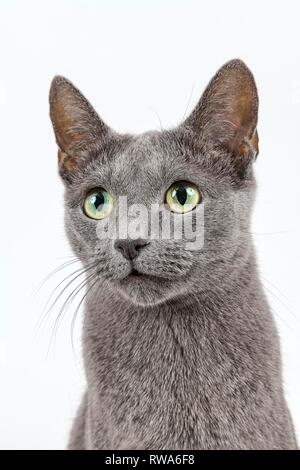 Breedcat Russisch Blau (Felis silvestris catus), 6 Jahre, Damm, aimal Portrait, studio Shot, Deutschland Stockfoto
