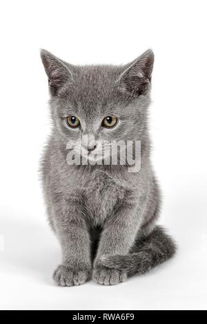 Breedcat Russisch Blau (Felis silvestris catus), 8 Wochen, Kitten, Kätzchen, studio Shot, Deutschland Stockfoto