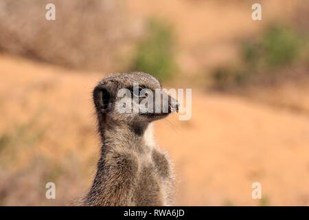 Erdmännchen (Suricata suricatta), Erwachsener, Tier Portrait, wachsam, Oudtshoorn, Western Cape, Südafrika Stockfoto