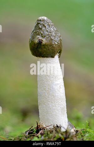 Gemeinsame Exemplar des Gemeinen Stinkmorchels (Phallus impudicus), Nordrhein-Westfalen (NRW), Deutschland Stockfoto