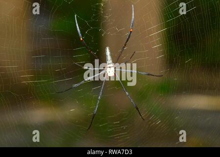 Verengte Golden Orb Weaver (Nephila constricta) in das Spinnennetz, Thailand Stockfoto