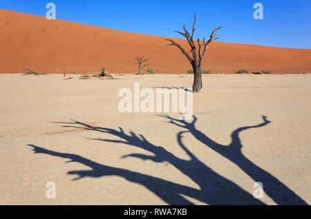 Getrocknete camelthorn Baum (Acacia Erioloba) im Deadvlei, Sossusvlei, Namib Wüste, Namib-Naukluft-Nationalpark, Namibia Stockfoto