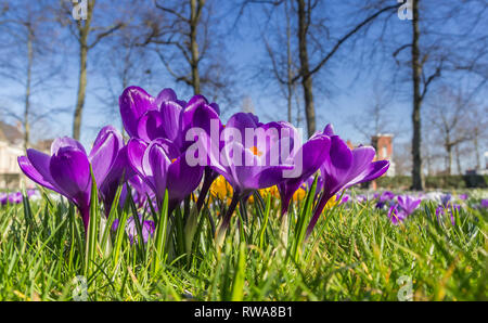 Lila Krokusse im Frühling in das grüne Gras Stockfoto