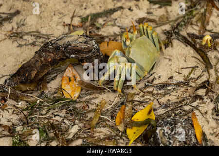 Gehörnte ghost Crab (Ocypode Ceratophthalmus). Wie andere ghost Krabben, diese Krabbe hat eine Kralle größer als die anderen. Ghost Krabben leben in Erdlöchern in der Stockfoto