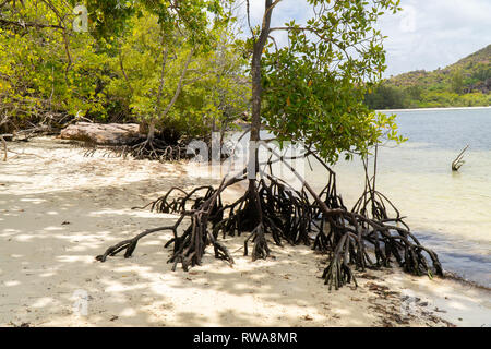 Mangrovenwald fotografiert auf Curieuse Island, Seychellen, Stockfoto