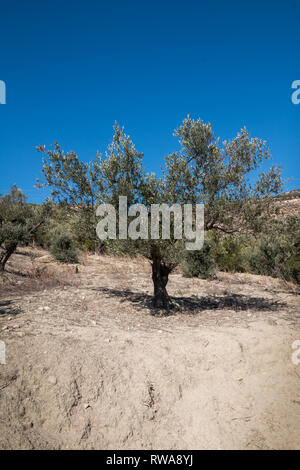 Licht Sandy Farbe der trockenen Boden im Herbst. Olive Tree auf einem Hügel mit grünen Blättern. Strahlend blauen Himmel. Insel Kreta, Griechenland, bekannt für die Qualität Stockfoto