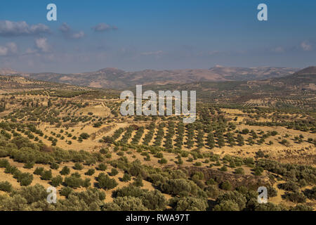 Tal der zentrale Kreta mit ihren Olivenbäumen und Feldern, umgeben von hohen Bergen. Herbstliche Stimmung. Blauer Himmel mit weißen Wolken. Stockfoto