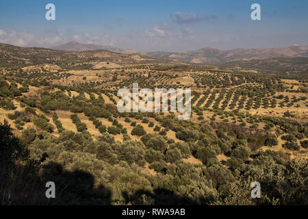 Tal der zentrale Kreta mit ihren Olivenbäumen und Feldern, umgeben von hohen Bergen. Herbstliche Stimmung. Blauer Himmel mit weißen Wolken. Stockfoto