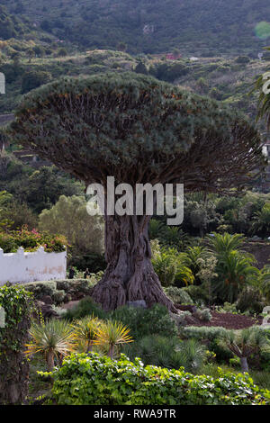 Drago Milenario - die tausend Jahre alten Baum, Teneriffa Stockfoto