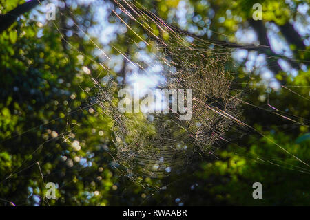 Dramatische filigranen Spinnennetz in einem Garten Stockfoto