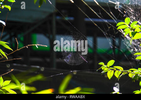 Dramatische filigranen Spinnennetz in einem Garten Stockfoto