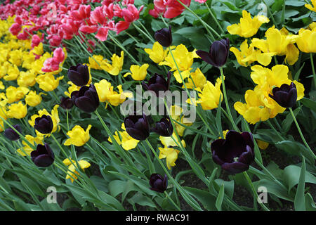 Bunte gelb, pink und dunkel lila Tulpe Blumen. Blühende Blume im Frühling Garten. Stockfoto