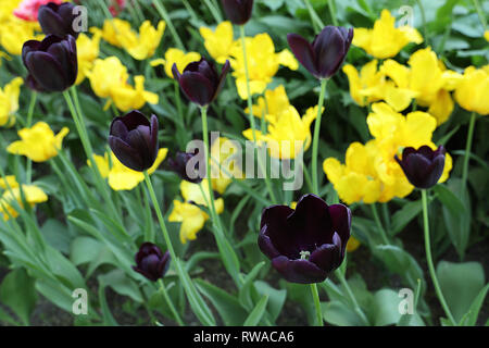 Bunte dunkel Lila und gelben Tulpen Blumen. Blühende Blume im Frühling Garten. Stockfoto