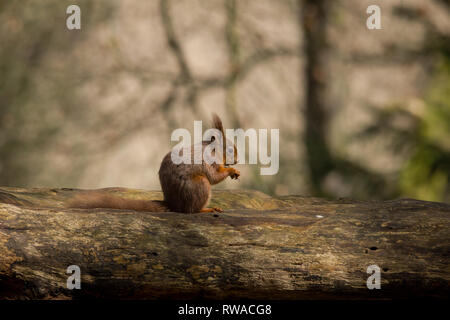 Eichhörnchen füttern auf einem Baumstamm Stockfoto