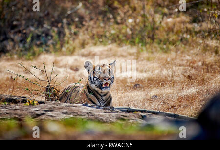 Indische Tiger (Panthera tigris tigris), Bandipur Tiger Reserve, Karnataka, Indien Stockfoto