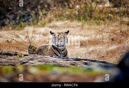 Indische Tiger (Panthera tigris tigris) in die Kamera schaut, Bandipur Tiger Reserve, Karnataka, Indien Stockfoto