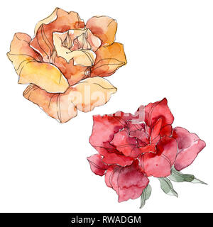 Orange und rote Rose Blumen botanischen Blume. Wild Federblatt wildflower isoliert. Aquarell Hintergrund Abbildung. Aquarell Zeichnung Mode Stockfoto