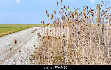 Sere karde Pflanzen in der Nähe von einem Feld Pfad im Herbst Stockfoto