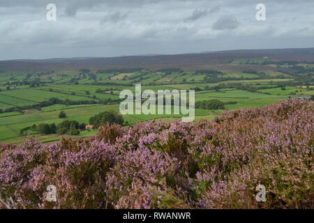 Violette Heide auf North Yorkshire Moors - Castleton Rigg Westerdale - Hügel Und Tal Über Moorland - Grüne Bauernfelder - Yorkshire UK Stockfoto