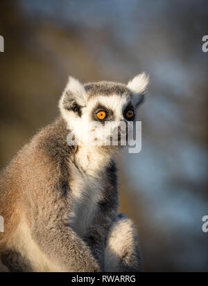 Vorderansicht Nahaufnahme des isolierten Ringes verhüllter Lemur (Lemur catta) in Gefangenschaft, sitzend bei britischer Wintersonne, West Midlands Safari Park, starrend. Stockfoto