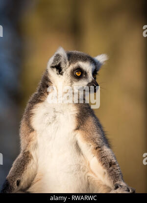 Detaillierte Vorderansicht Nahaufnahme von niedlichem Ringschwellemur (Lemur catta) in Gefangenschaft, West Midlands Safari Park Sonnenbaden isoliert im Außenbereich. Stockfoto