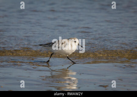 Sanderling läuft an der Küste Stockfoto