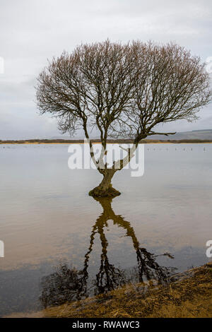 Einsamer Baum und Reflexion in Kenfig Pool in der Nähe von Port Talbot South Wales Stockfoto