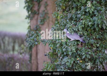 Gemeinsame Ringeltaube (Columba palumbus): eine Ringeltaube Fütterung auf Efeu Beeren Stockfoto