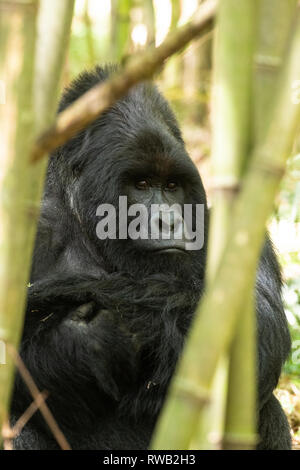 Silverback in Bambus Vegetation, Mountain Gorilla, Gorilla beringei beringei, Mgahinga Gorilla Nationalpark, Uganda Stockfoto