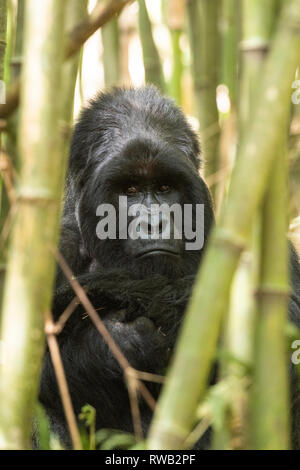 Silverback sitzen in Bambus, Mountain Gorilla, Gorilla beringei beringei, Mgahinga Gorilla Nationalpark, Uganda Stockfoto