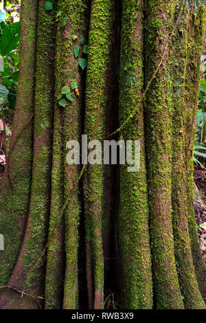 Regenwald Bäume und Fauna im Nationalpark Tortuguero, Costa Rica Stockfoto