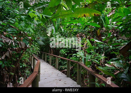 Wald Trail in Tortuguero National Park, Costa Rica Stockfoto