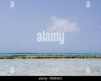 Warmen Ozean Wasser lädt zu einem ein Baby Beach in Aruba tauchen Stockfoto