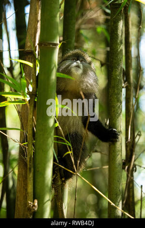 Golden monkey im Bambuswald, Cercopithecus kandti, Mgahinga Gorilla Nationalpark, Uganda Stockfoto