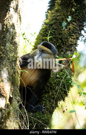 Golden monkey im Bambuswald, Cercopithecus kandti, Mgahinga Gorilla Nationalpark, Uganda Stockfoto