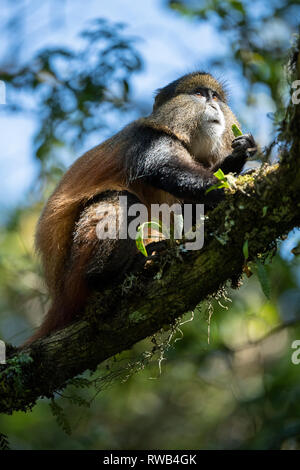 Golden monkey im Bambuswald, Cercopithecus kandti, Mgahinga Gorilla Nationalpark, Uganda Stockfoto