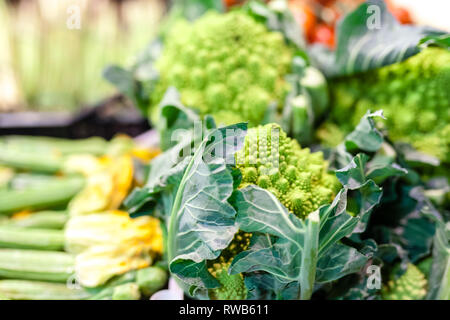 Kohl grünes Blatt in Bündeln, Winter Gemüse, im Verkauf bei lokalen famer Markt, typisch für die Toskana Stockfoto