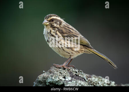 Streifige seedeater, Crithagra striolatus, Mgahinga Gorilla Nationalpark, Uganda Stockfoto