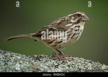 Streifige seedeater, Crithagra striolatus, Mgahinga Gorilla Nationalpark, Uganda Stockfoto