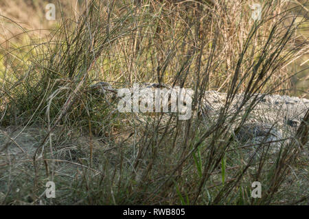 Mugger Krokodil (Crocodylus palustris) in Chitwan Nationalpark Nepal - ein beliebtes Ziel für Touristen, die Tierwelt zu sehen. Stockfoto