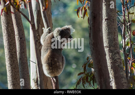 Koala ein Kletterbaum Stockfoto