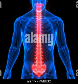 Menschliches Skelett System Wirbelsäule Anatomie Stockfoto