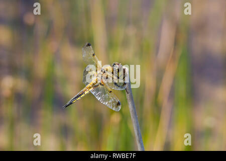 Vier spotted Chaser Libelle Stockfoto