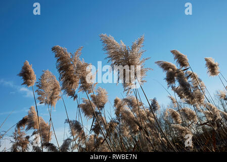 Phragmites australis Pflanze im Winter Stockfoto