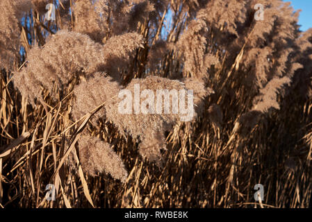 Phragmites australis Pflanze im Winter Stockfoto