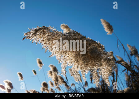 Phragmites australis Pflanze im Winter Stockfoto