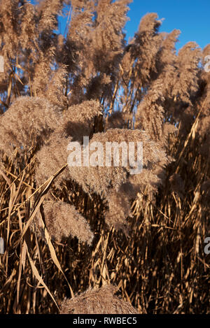 Phragmites australis Pflanze im Winter Stockfoto